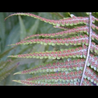 Fougere - Dryopteris Affinis subsp Affinis (fam Dryopteridacees) (Europe, Asie) (3)